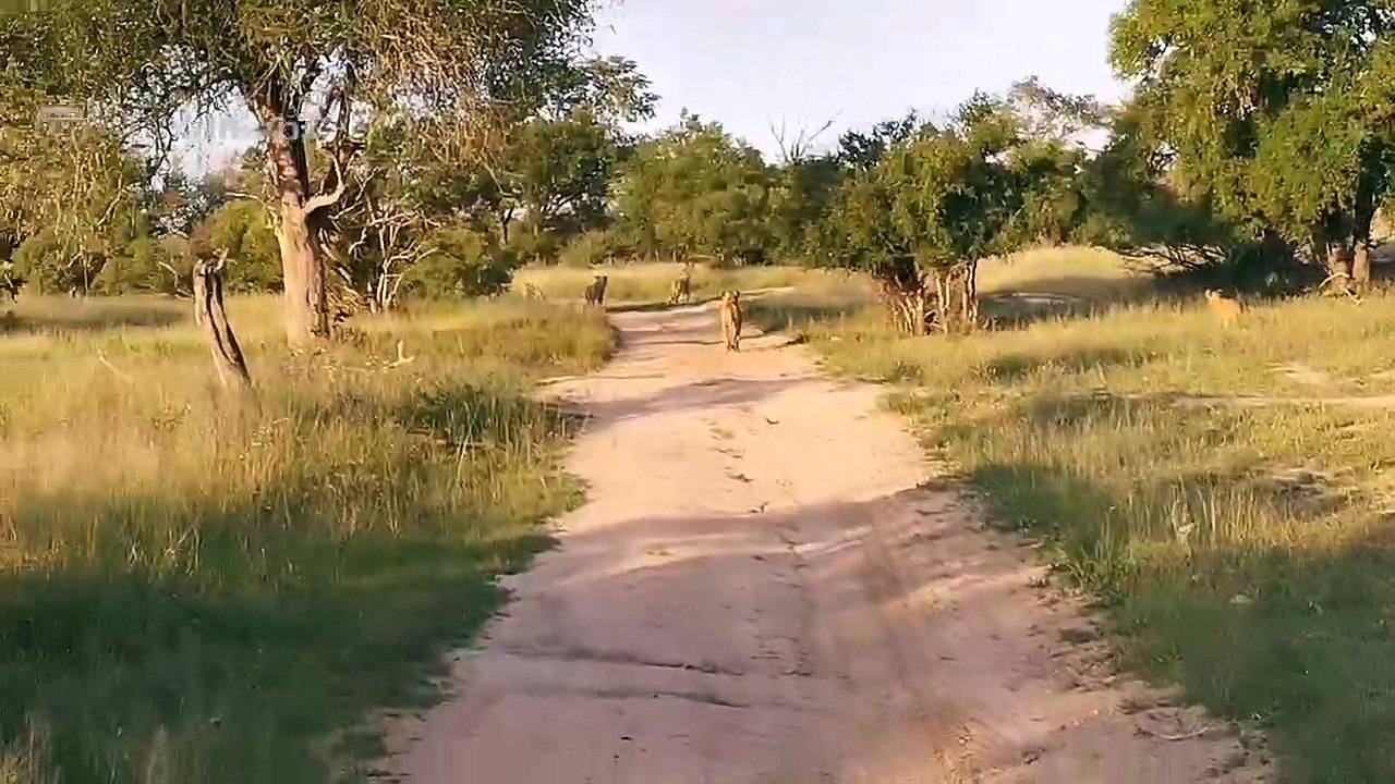 22 Lions on Mala Mala - LIVE! (2)