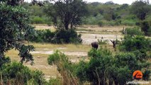 Buffalo Bursts Car's Tire to Chase Lions Away - Latest Wildlife Sightings