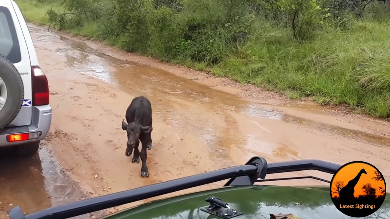Buffalo Saves Her Newborn Calf from Lion