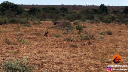 Buffaloes Try Saving Buffalo From Hunting Lions