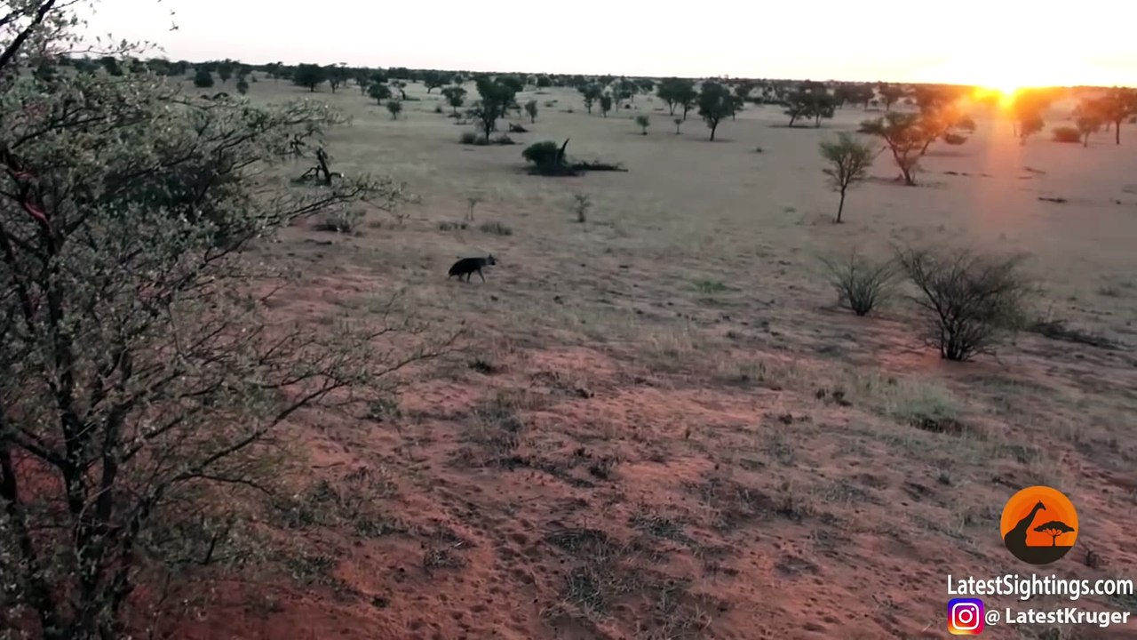 Hyena Walks Right into a Pride of Lions