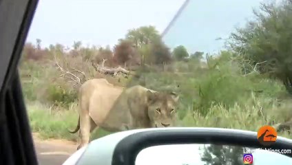 Kruger Park's Largest Lion Pride Ever Walking in Road