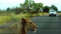 Lion Bites Tire Causing it to Explode