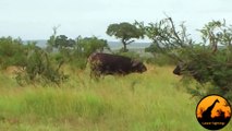 Lion Versus a Big Buffalo Bull - Latest Wildlife Sightings