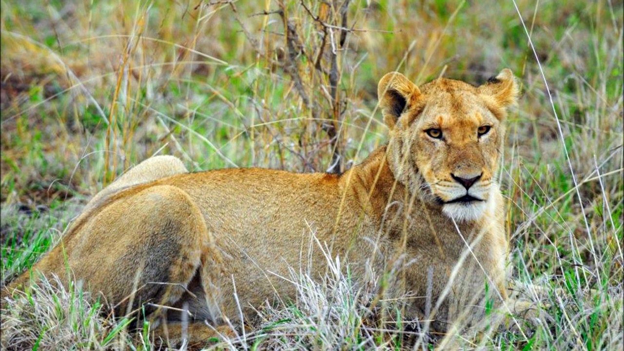 Lions Chase Rhino