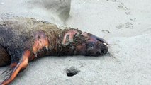 Perú reporta muerte de 585 lobos marinos y 55.000 aves por gripe aviar