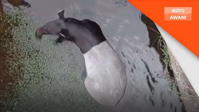 Hidupan Liar | Kehadiran tapir jantan di bandar Dungun kejutkan penduduk