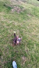 Dog's Attempt to  Jump Chain Barrier Fails