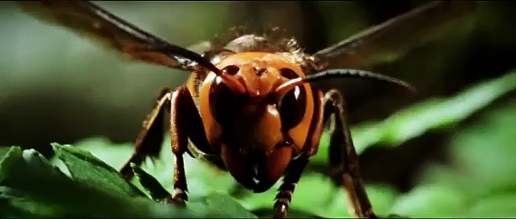 Das 9. Leben des Louis Drax (2016)