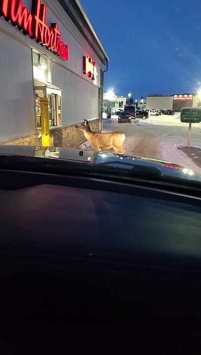 Deer Walks Up to Tim Hortons Drive-Thru Window