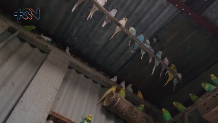 mqn-¿Se imagina vivir en una casa con más de 400 pájaros- -1502223