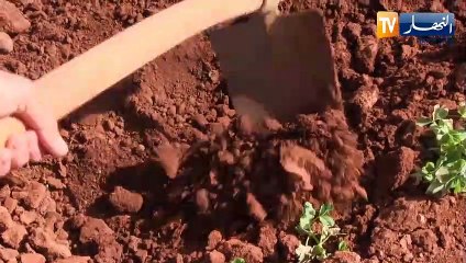 سعيدة: عمي علي.. من التقاعد إلى الفلاحة وقصة حبه لخدمة الأرض