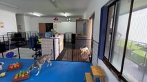 Doggy daycare behind-the-scenes - Illawarra Mercury