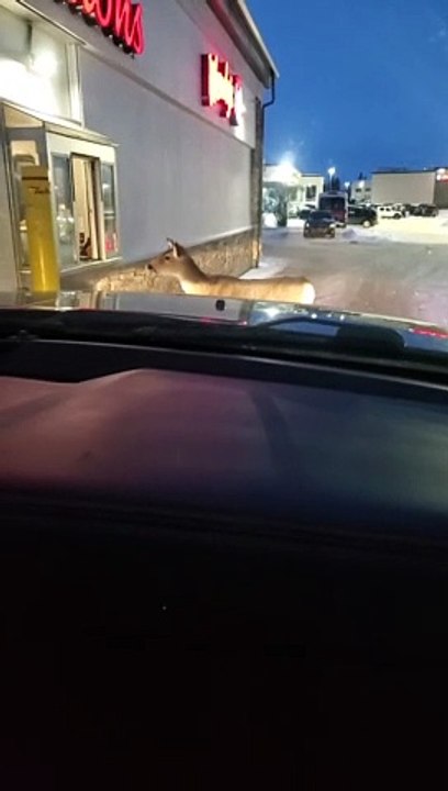 Deer Walks Up to Tim Hortons Drive-Thru Window