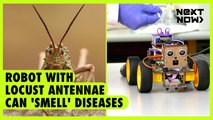 Robot with locust antennae can 'smell' diseases | Next Now