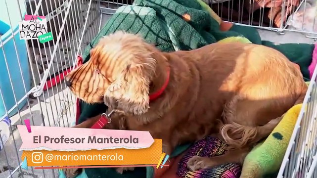 Las mascotas afectadas por el sismo de Turquía