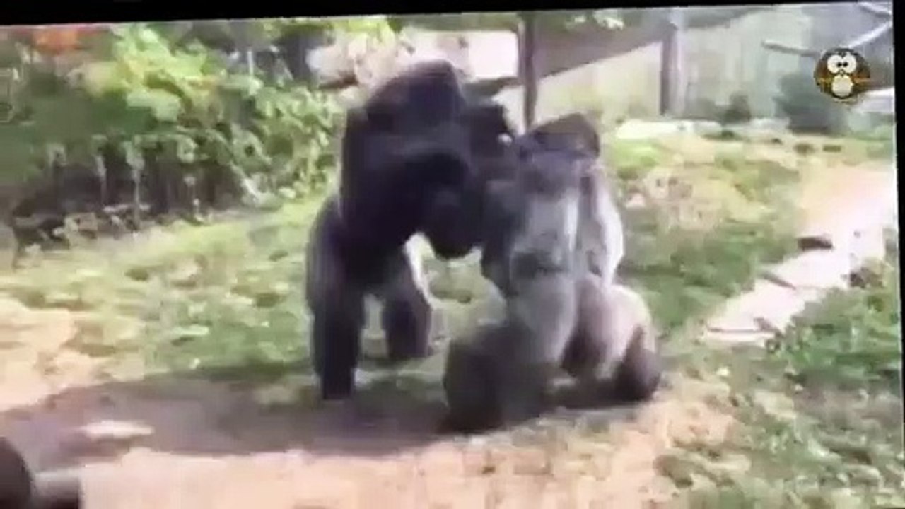 videoplayback (1)gorilla bertarung dengan jurus kungfu master.KOCAK