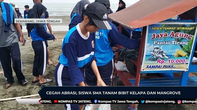 Cegah Abrasi, Siswa SMA N 11 Semarang Tanam Bibit Kelapa dan Mangrove