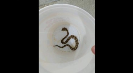 Em Itaporanga homem é picado por cobra cascavel e leva animal até hospital em um balde