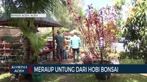 Meraup Untung dari Budidaya Tanaman Bonsai