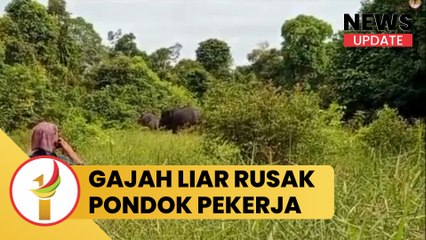 Gajah Liar Rusak Pondok Pekerja Perkebunan