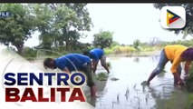 Pres. Ferdinand R. Marcos Jr., tiwalang maabot ng bansa ang halo  rice self-sufficiency sa loob ng 2 taon