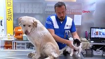 Enkazdan kurtarılan 100 evcil hayvan, Bursa'da tedavi altına alındı