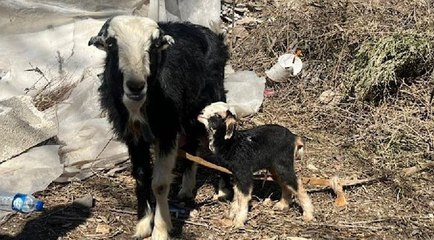Depremden sonra doğan kuzuya ‘Deprem’ ismi verildi