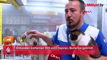 Enkazdan kurtarılan 100 evcil hayvan, Bursa’ya getirildi