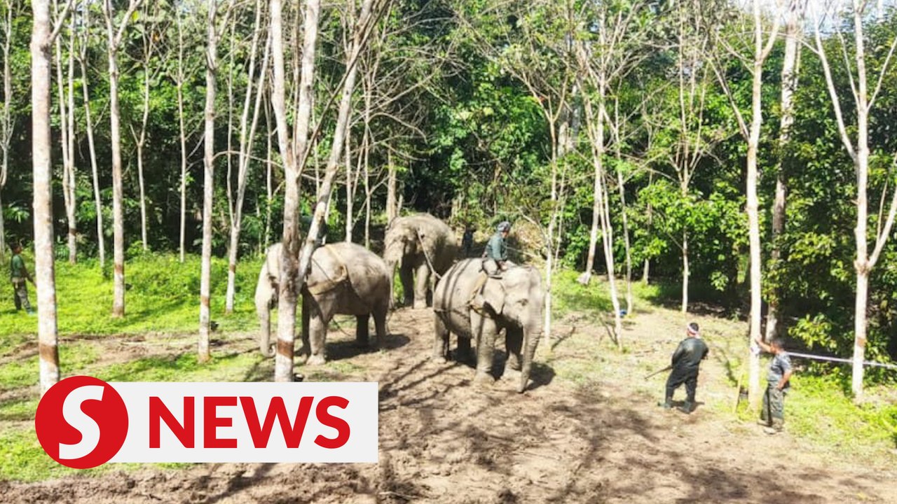 Ministry to introduce policies to resolve conflict between Orang Asli and elephants
