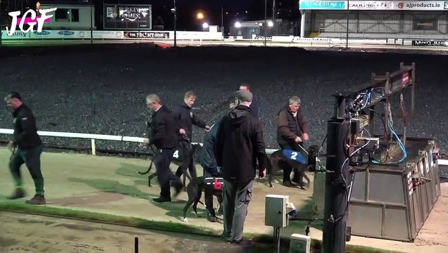 Greyhounds - Racing dogs - || Dogs Day