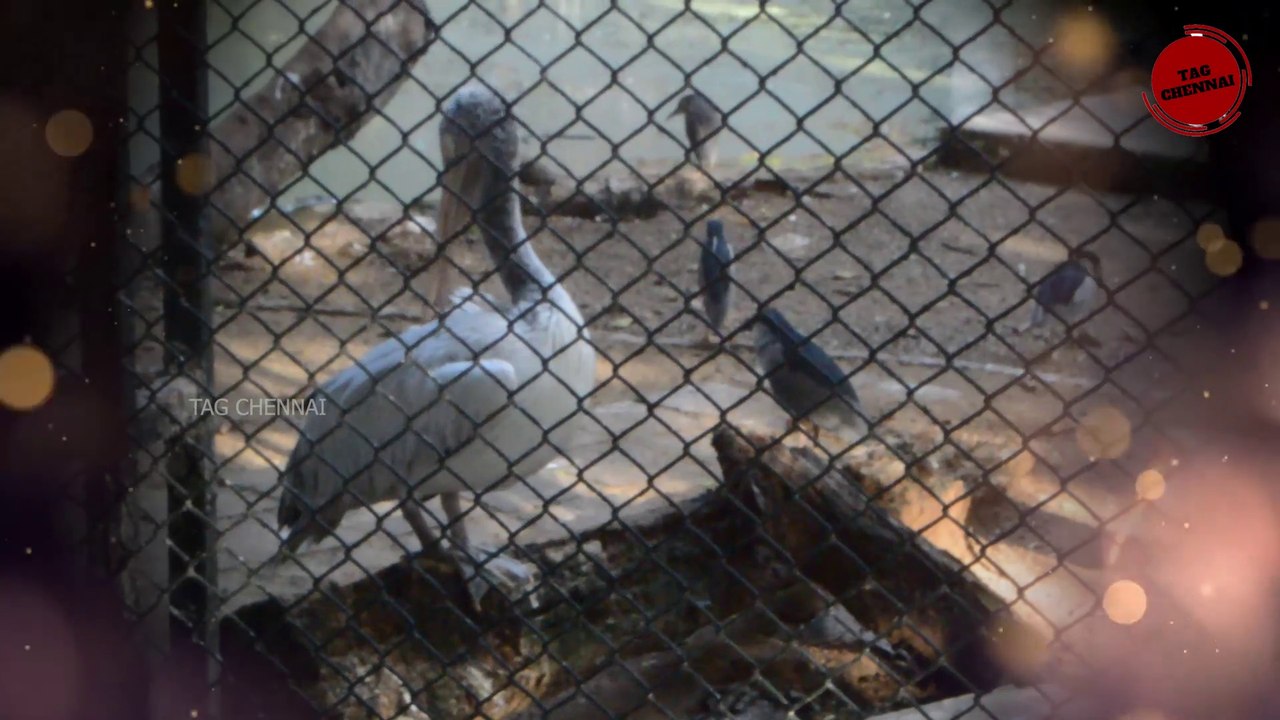 Children's Park Chennai | Guindy 8th Smallest National Park | Tamil vlogs #shorts #shortvideo