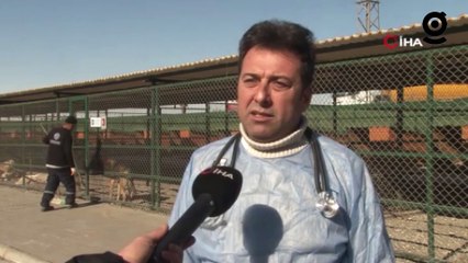 Deprem mağduru hayvanlar önce tedavi edildi, sonra sahiplendirildi