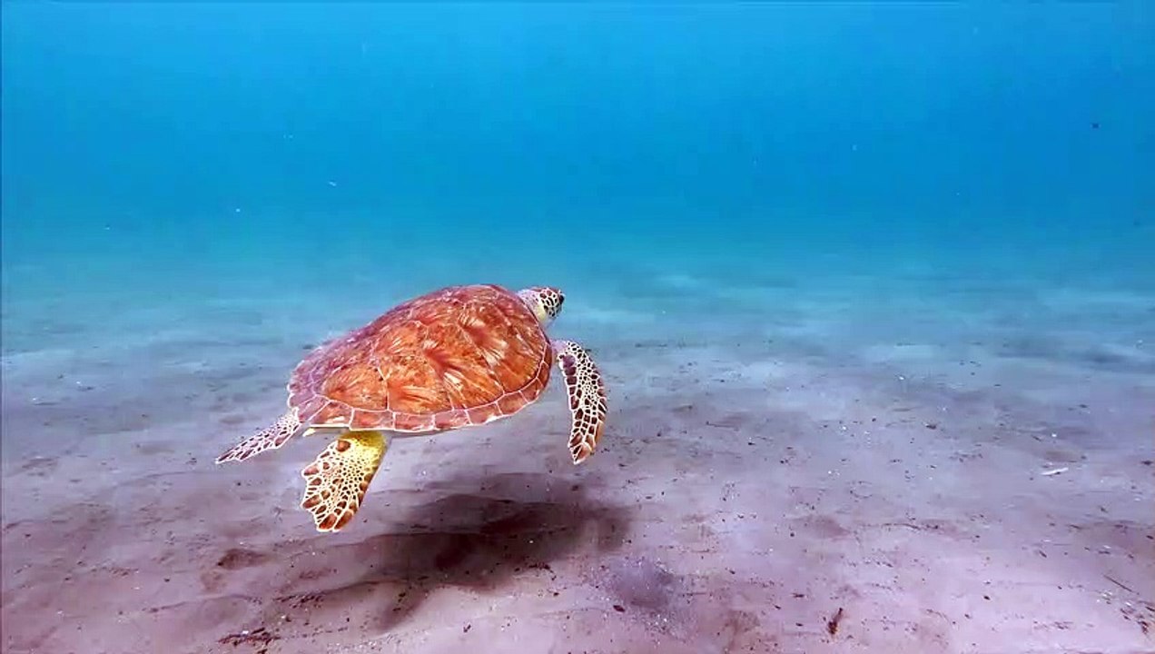 Turtle 4k Ultra HD 30fps