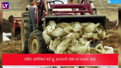 Bird Flu: जगातील सर्वात मोठा चिकन निर्यातदार असलेल्या ब्राझीलमध्ये आढळले बर्ड फ्लूचे रुग्ण