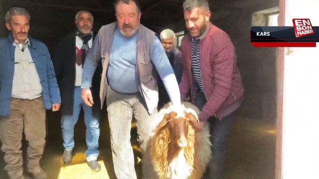 Kars'ta depremzedelere küçükbaş hayvan bağışı