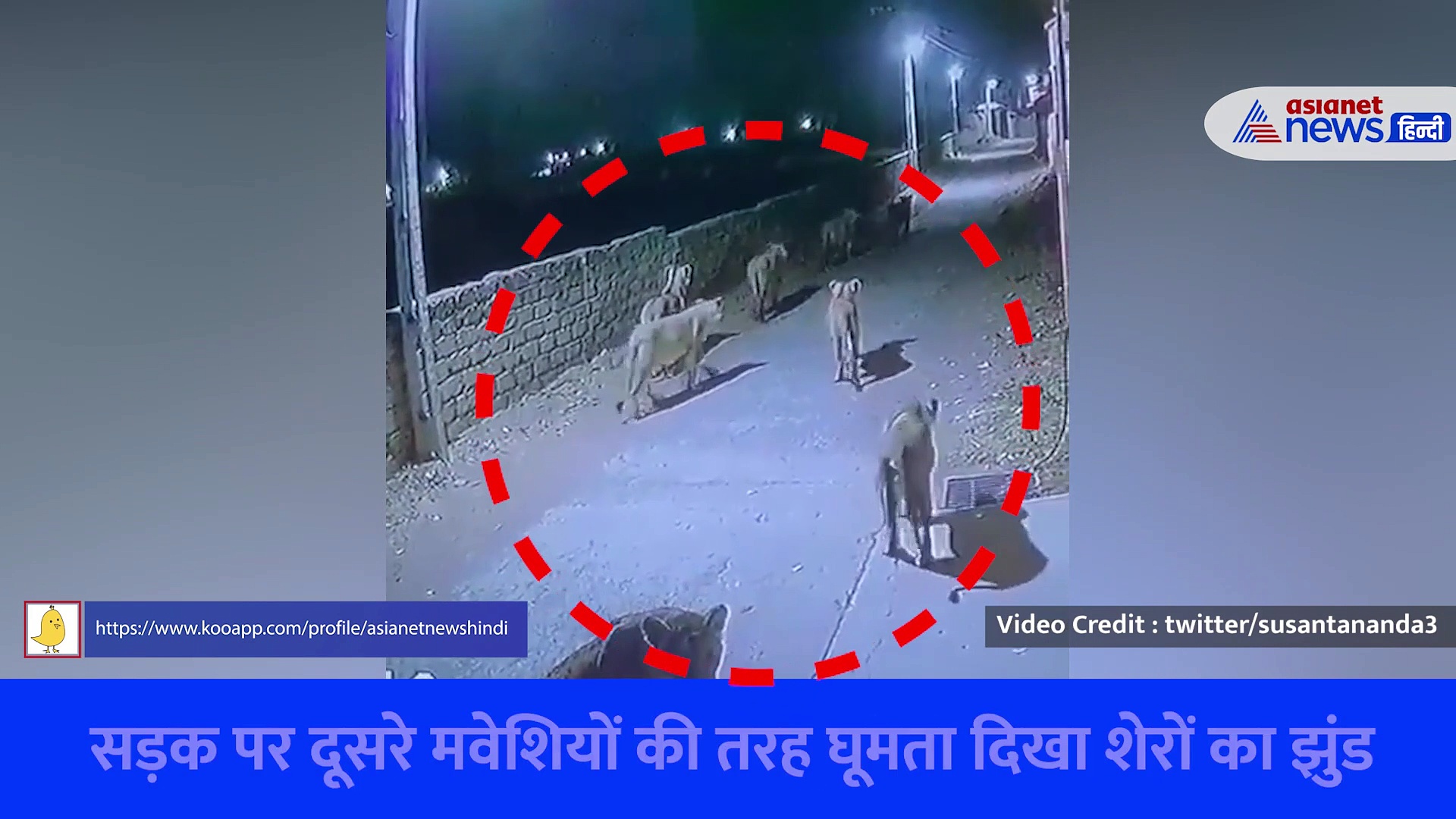 एक-दो नहीं सड़क पर घूमते दिखे 8 शेर, सीसीटीवी में कैद हुई घटना, लोगों में दहशत