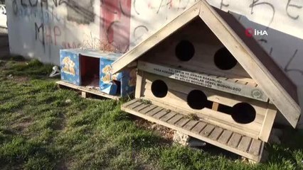 Kulübeleri kaldırılan sokak köpeklerini yelek giydirerek soğuktan korudu