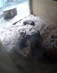 Chester Zoo twin tiger births