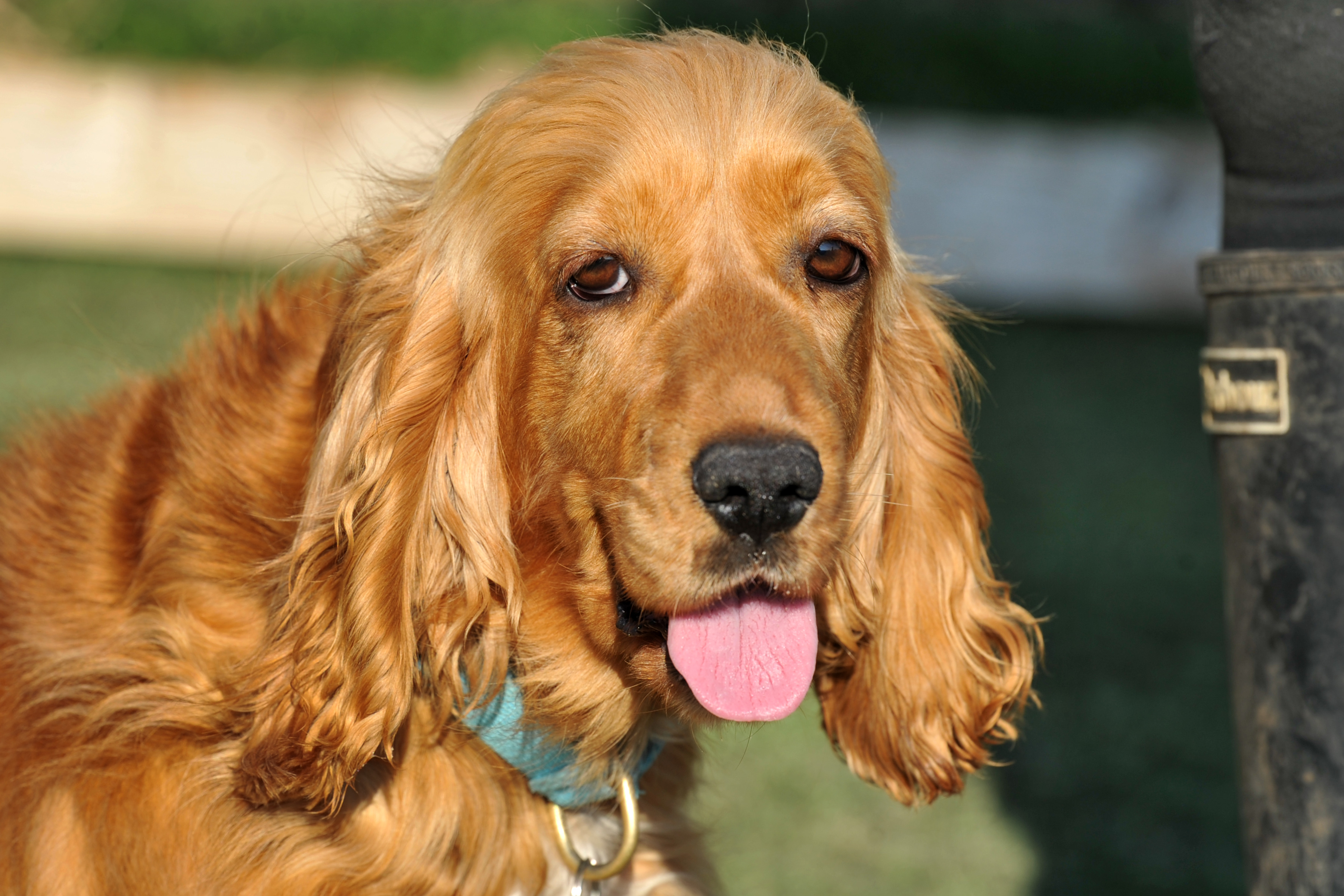 Dogs for adoption in Sussex: Adorable Lurcher Tula is looking for