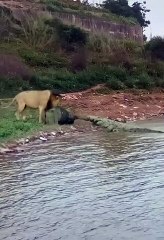lion vs crocodile (wow amazing) #shorts #lion