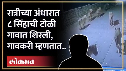 Gujarat :रात्रीच्या अंधारात ८ सिंहाची टोळी गावात शिरल्यावर काय घडलं? गावकऱ्यांच्या प्रतिक्रिया..| HA