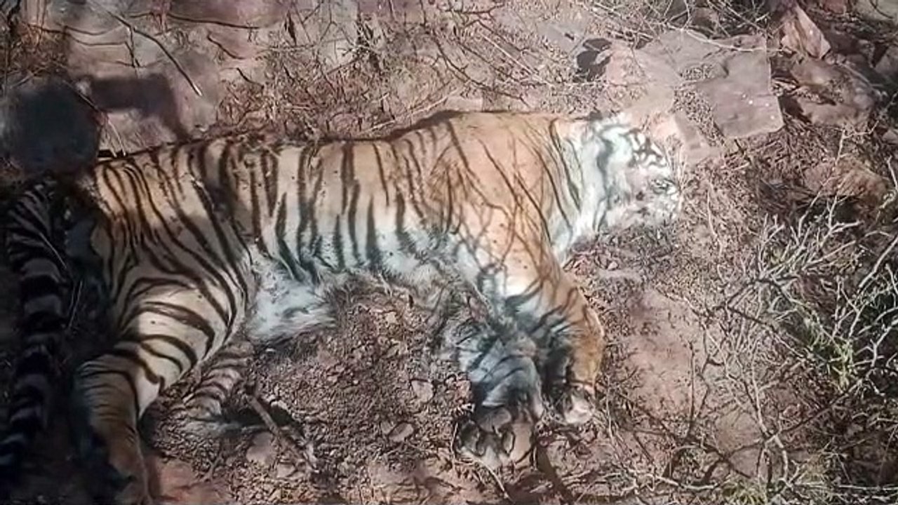 जिस वन क्षेत्र का टाइगर रिजर्व में शामिल होना प...