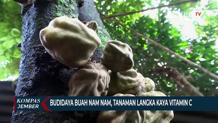 Budidaya Buah Nam Nam, Tanaman Langka Kaya Vitamin C