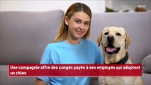 Une compagnie offre des congés payés à ses employés qui adoptent un chien !