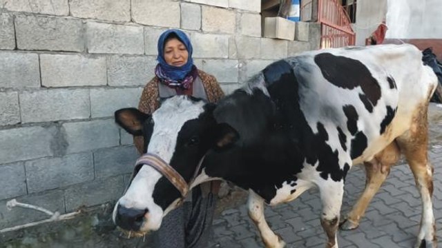 ENKAZDAN ÇIKARTILAN 3 İNEK, EMEKLİ HAYVANLAR ÇİFTLİĞİ'NDE TEDAVİYE ALINDI