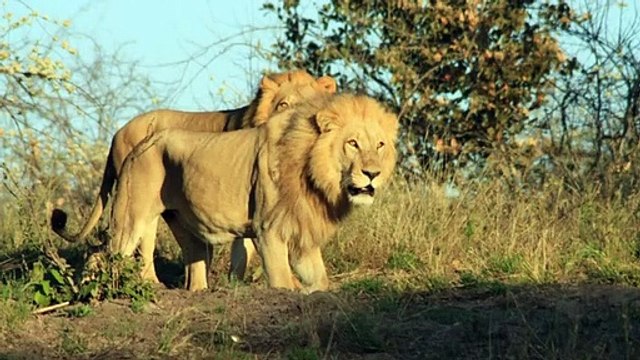 Lion || Description, Characteristics and Facts!