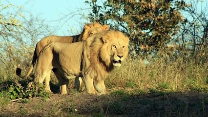 Lion || Description, Characteristics and Facts!