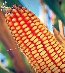 24 Horas Buscan que maíz genéticamente modificado se venda en México