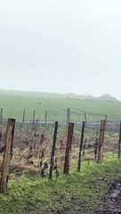 El perro pastor de ovejas se pone a trabajar